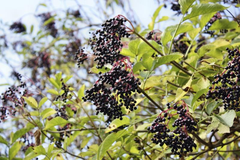 Differences Between Elderberries & Chokecherries eHow