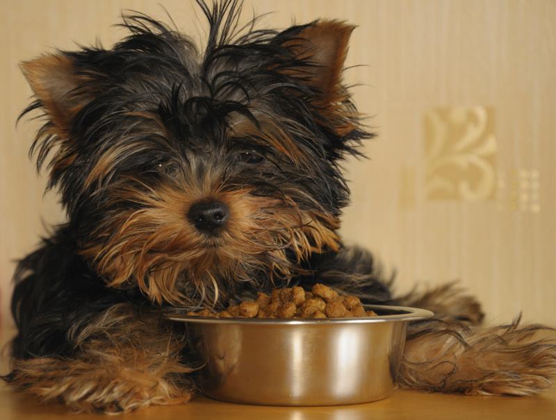 How To Get Dogs To Stop Chewing On Blankets How To Get Dogs To Stop Chewing On Blankets