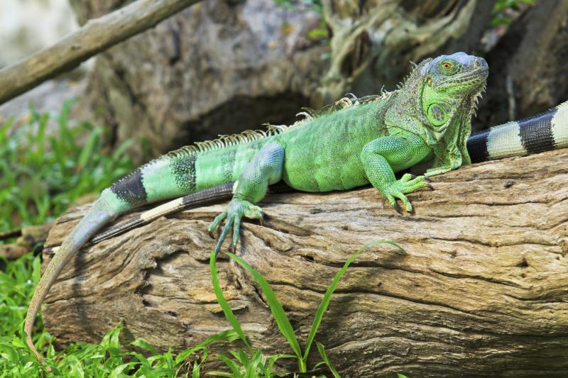 What Plants Do Iguanas Eat in the Wild? eHow