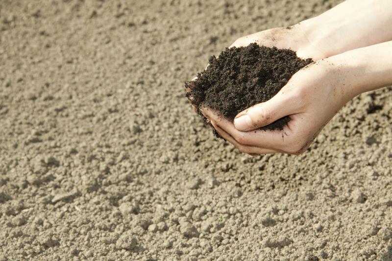 Acid or Alkaline Soil for Evergreen Trees? eHow