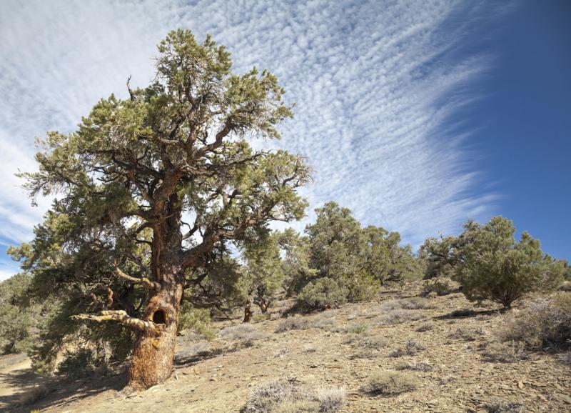 How to Care for Pinyon Pines Garden Guides