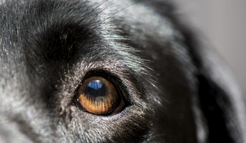 Cures For Eye Infections In Dogs Cures For Eye Infections In Dogs