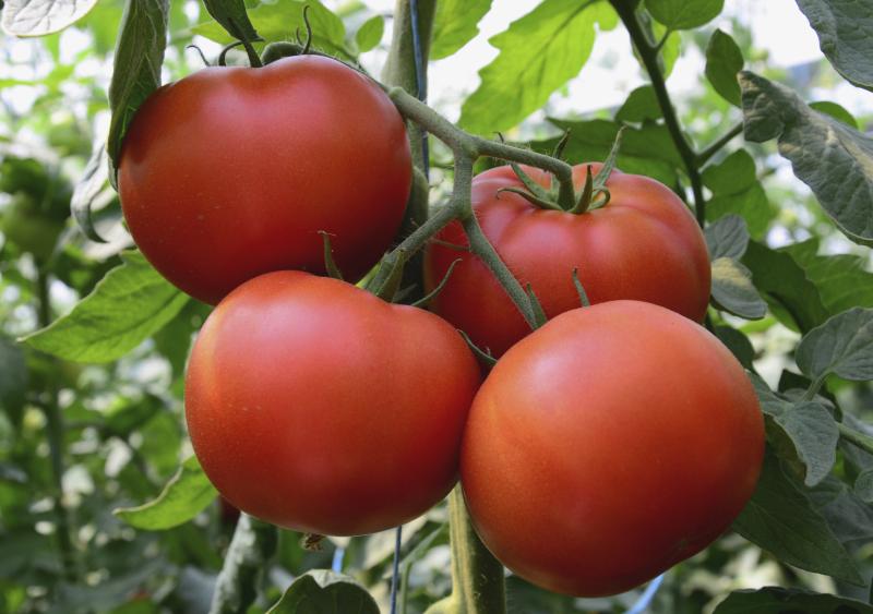 How to Repair a Broken Tomato Plant Garden Guides