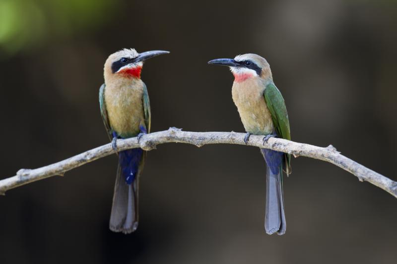 how do birds reproduce sciencing how do birds reproduce sciencing