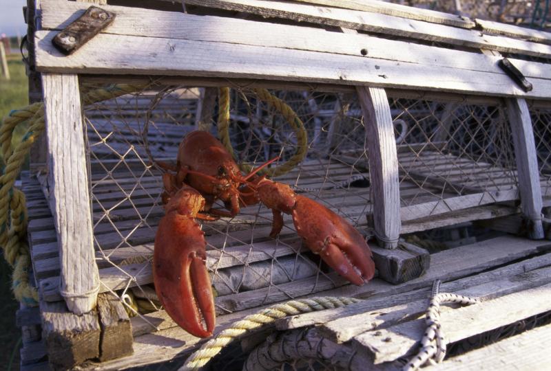 How Does a Lobster Trap Work? Gone Outdoors Your Adventure Awaits