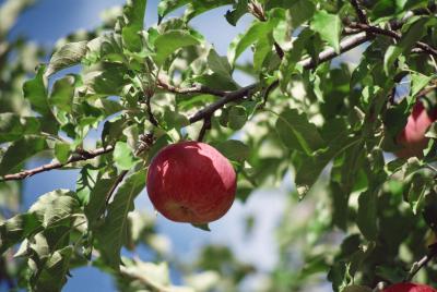 uniq fruit grafting fruit trees uniq fruit grafting fruit trees