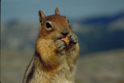 how to attract a squirrel to shoot gone outdoors your how to attract a squirrel to shoot gone outdoors your