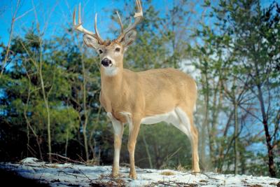 How do you use peanut butter to attract deer?