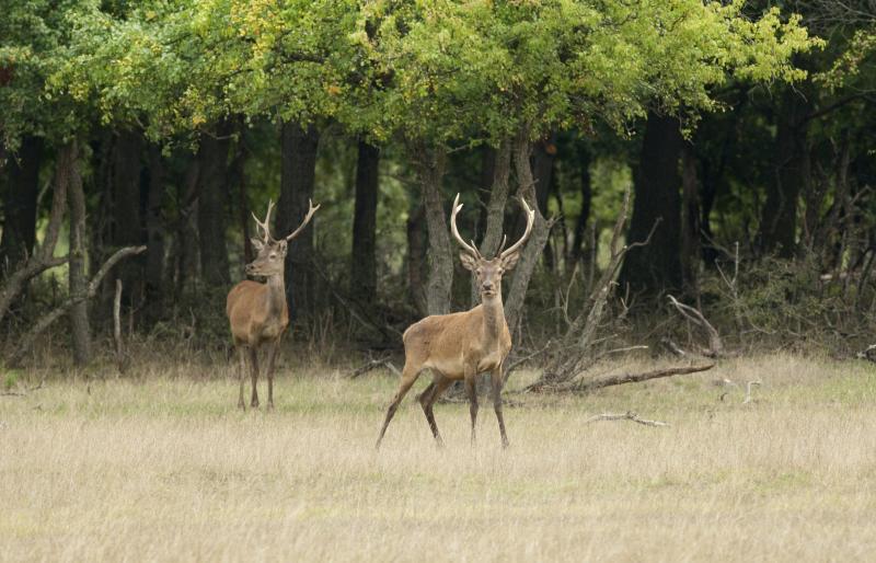 The Pros And Cons Of Conservation Hunting