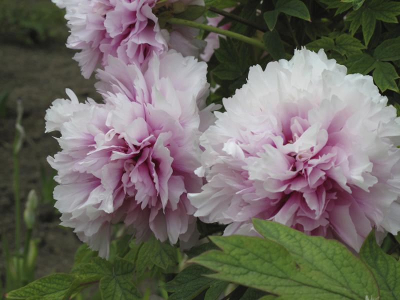 care of fern peony ehow care of fern peony ehow