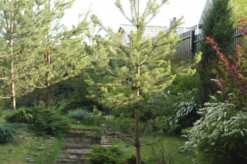 My Yew Bushes Are Turning Yellow (with Pictures) eHow