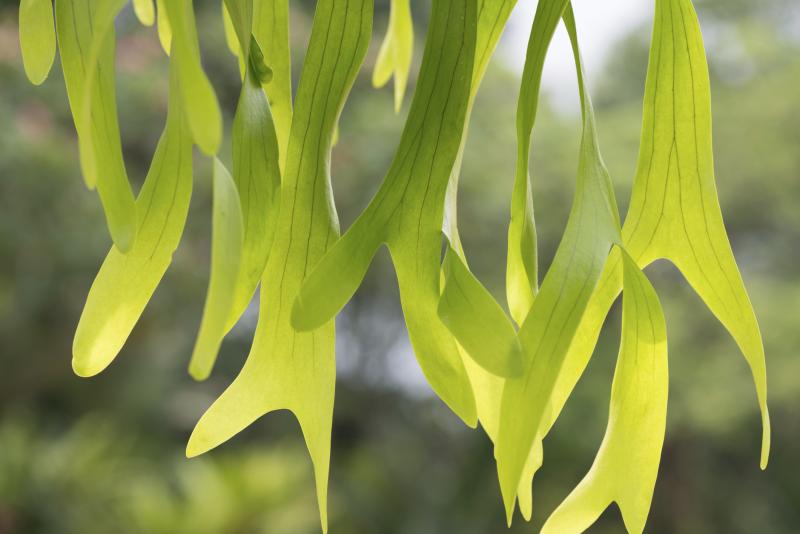 How To Feed Bananas to Staghorn Ferns (with Pictures) eHow