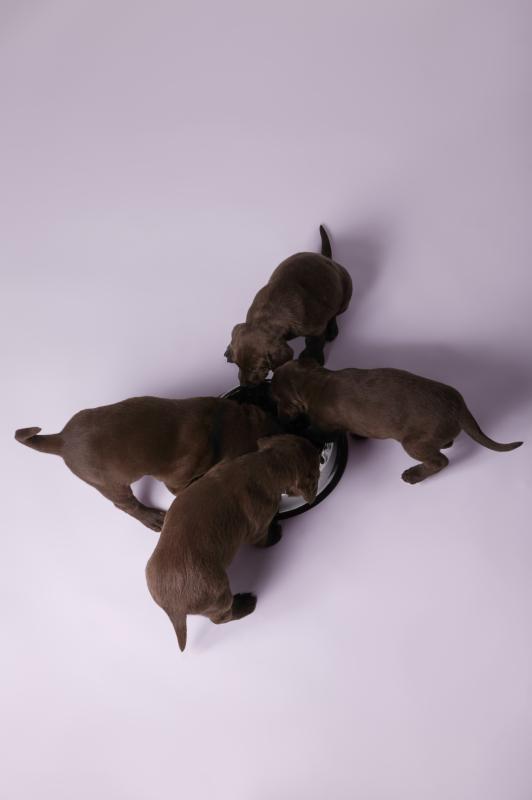 how much to feed a 6 week puppy how to labs to hunt ehow how much to feed a 6 week puppy how to labs to hunt ehow