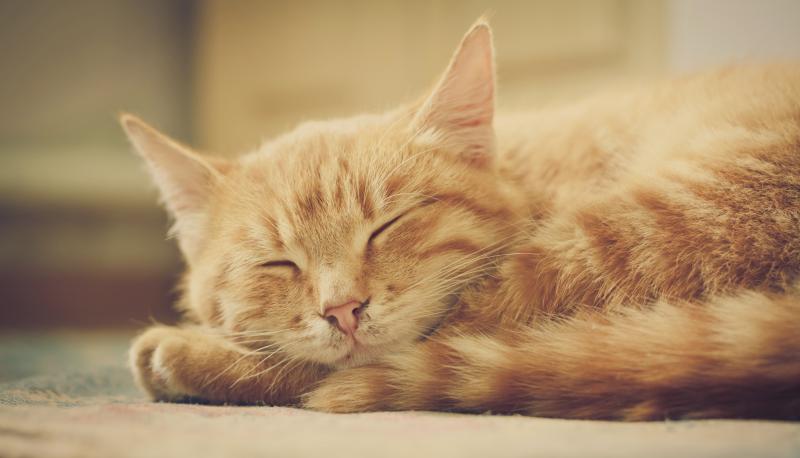 Methocarbamol For Dogs And Humans
