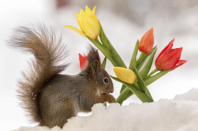 Creatures That Eat Tulip Bulbs (with Pictures) eHow