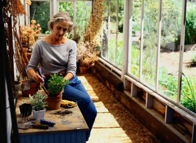 greenhouse windows oxalis triangularis shamrock divide diy bulb plant recycled window getty care glass propagate humidity bulbs instructions heating purple