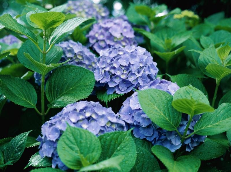 hydrangeas zone 10 ehow hydrangeas zone 10 ehow