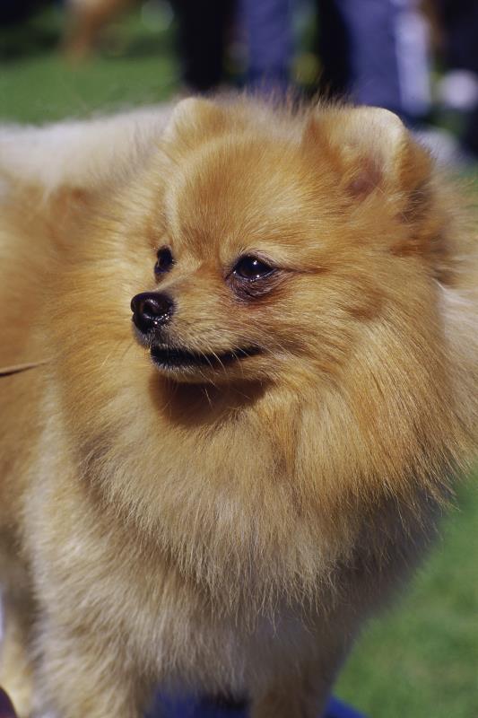 Breeds of Dogs That Are Under 15 Pounds Full Grown eHow