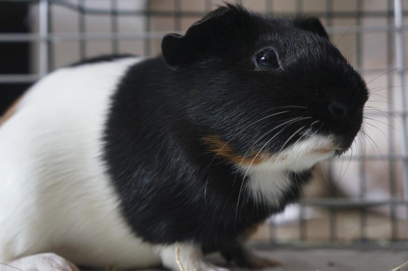 Science Fair Project Ideas Using Guinea Pigs Synonym