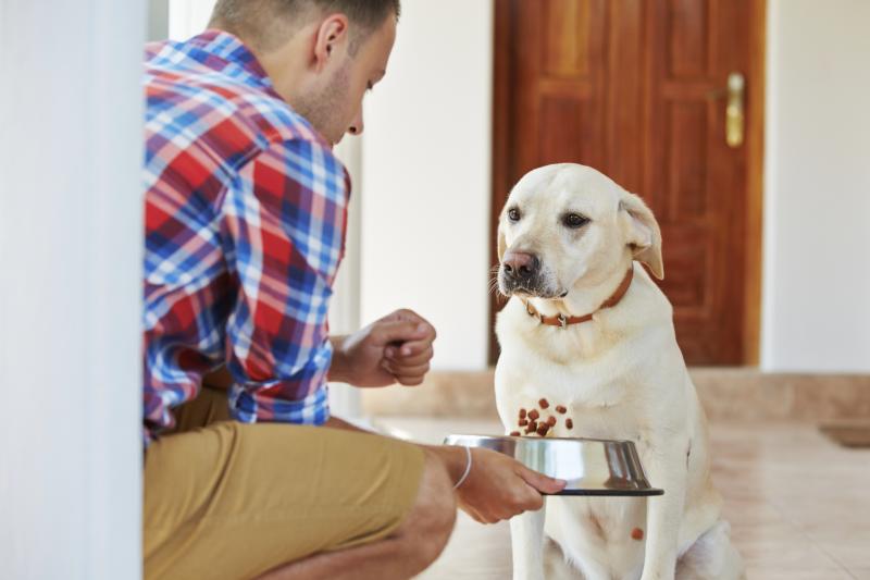 salmonella in dogs signs symptoms of salmonella in dogs ehow salmonella in dogs signs symptoms of salmonella in dogs ehow