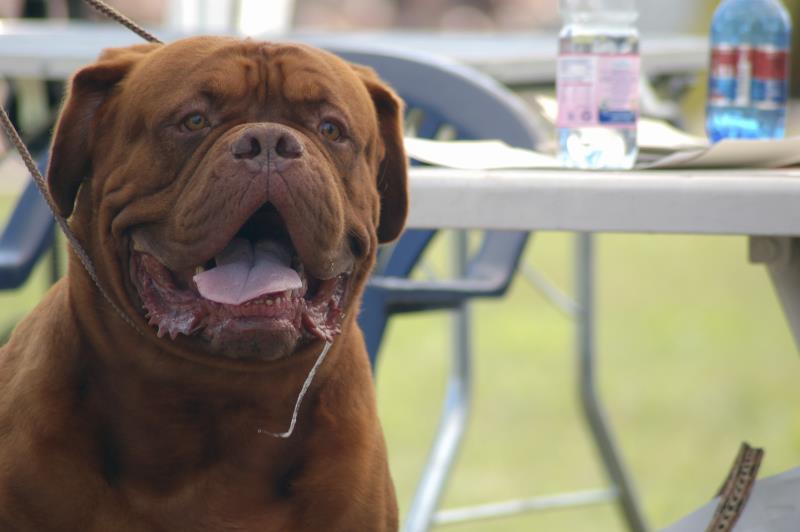 What Causes Excessive Salivation in Dogs? (with Pictures) eHow