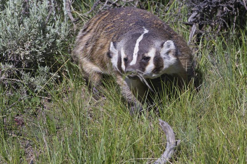 How to Skin a Badger Gone Outdoors Your Adventure Awaits