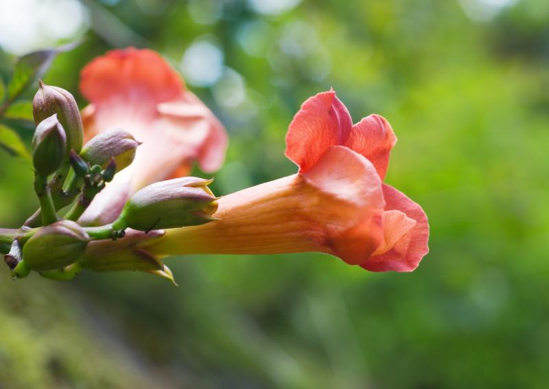 Is Trumpet Vine Honeysuckle The Same Plant EHow