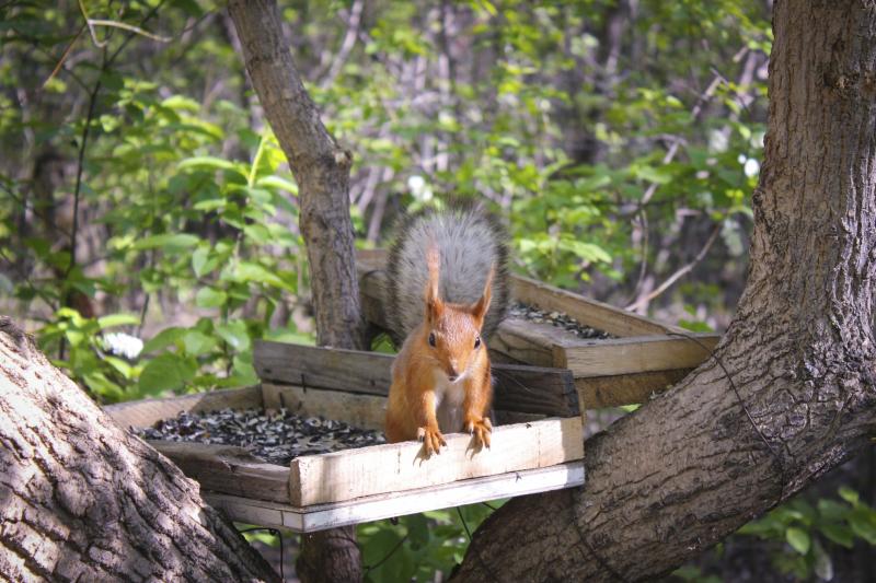 keeping squirrels out of bird feeders