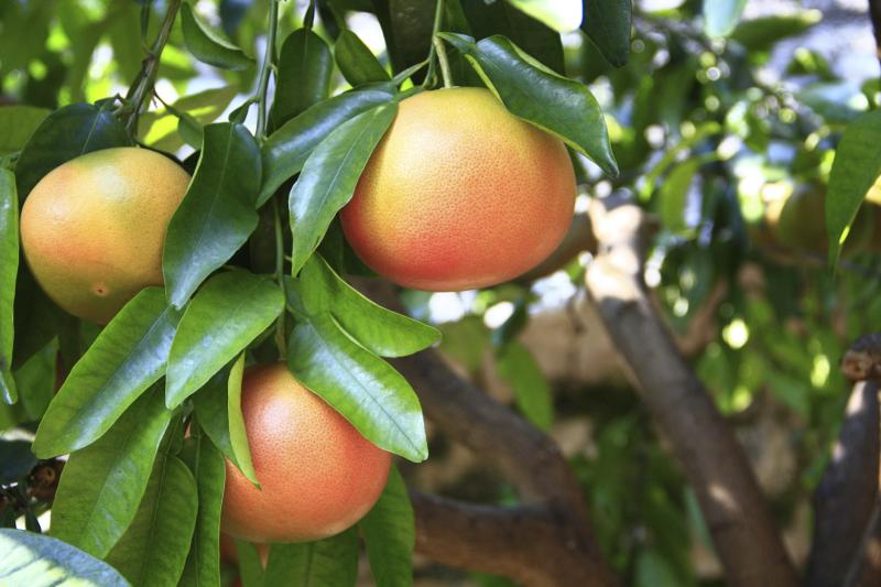 How to Grow Grapefruit Trees Garden Guides