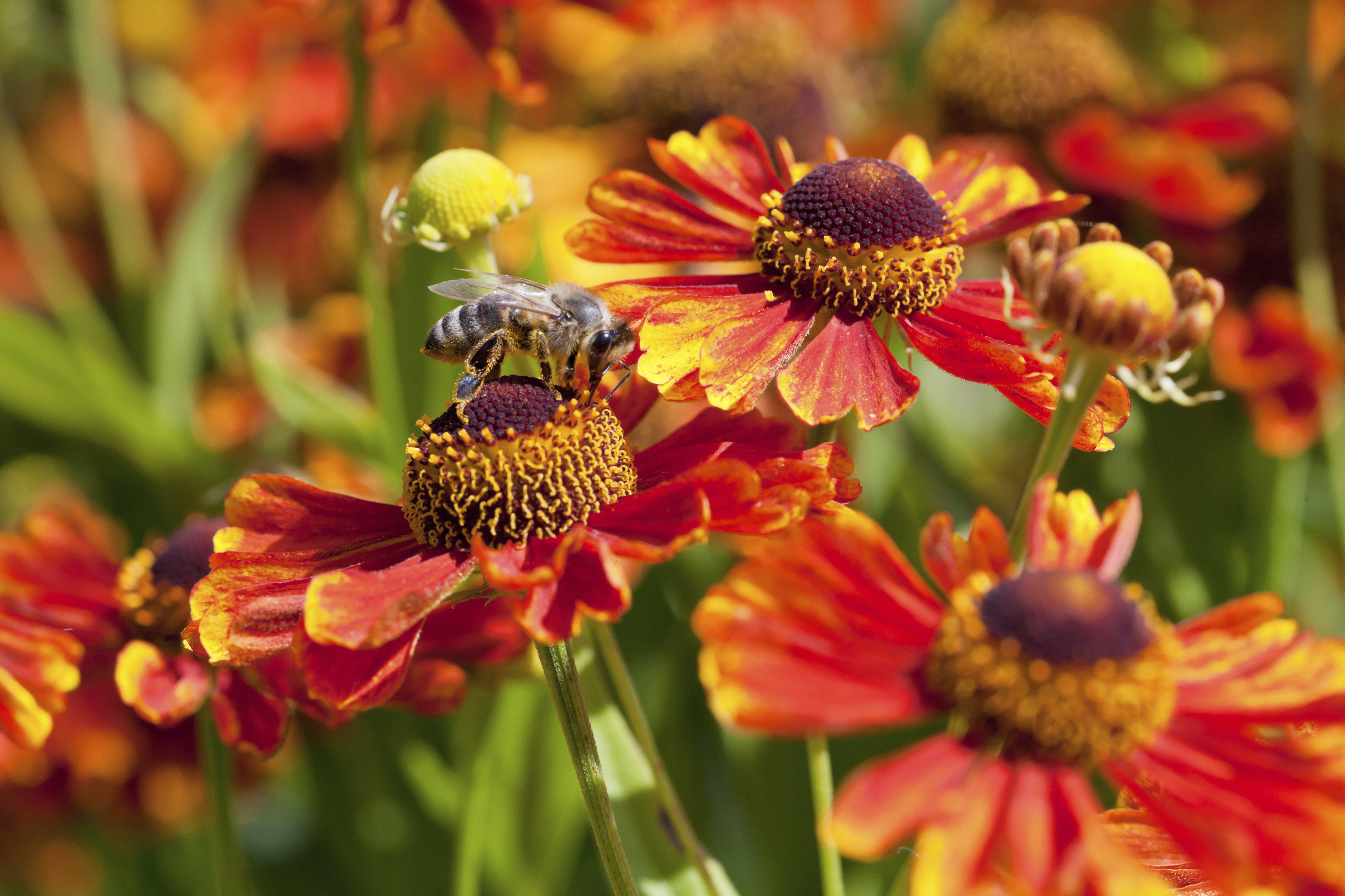 What Flowers Can You Plant in August? (with Pictures) eHow