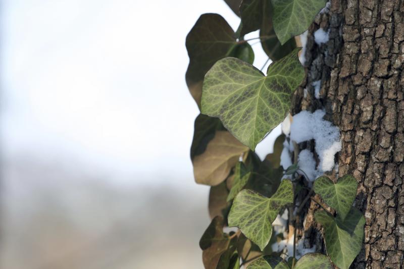 Flowering Vines That Grow Wild in Alabama eHow