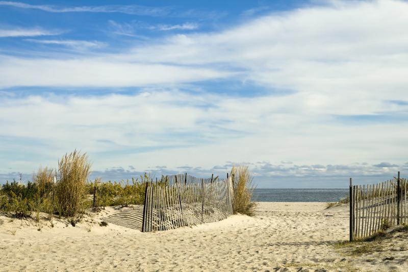 Plants Native to the New Jersey Shore Garden Guides