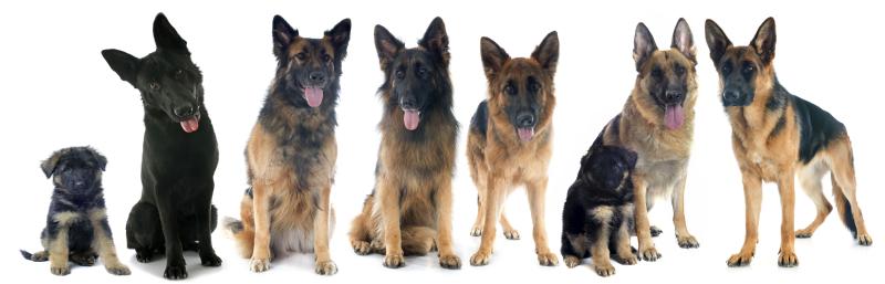 how to raise a german shepherd puppy how to identify a german shepherd ehow how to raise a german shepherd puppy how to identify a german shepherd ehow