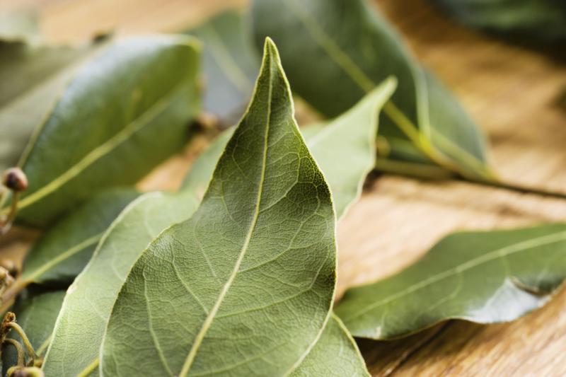 How to Grow Bay Leaf Garden Guides