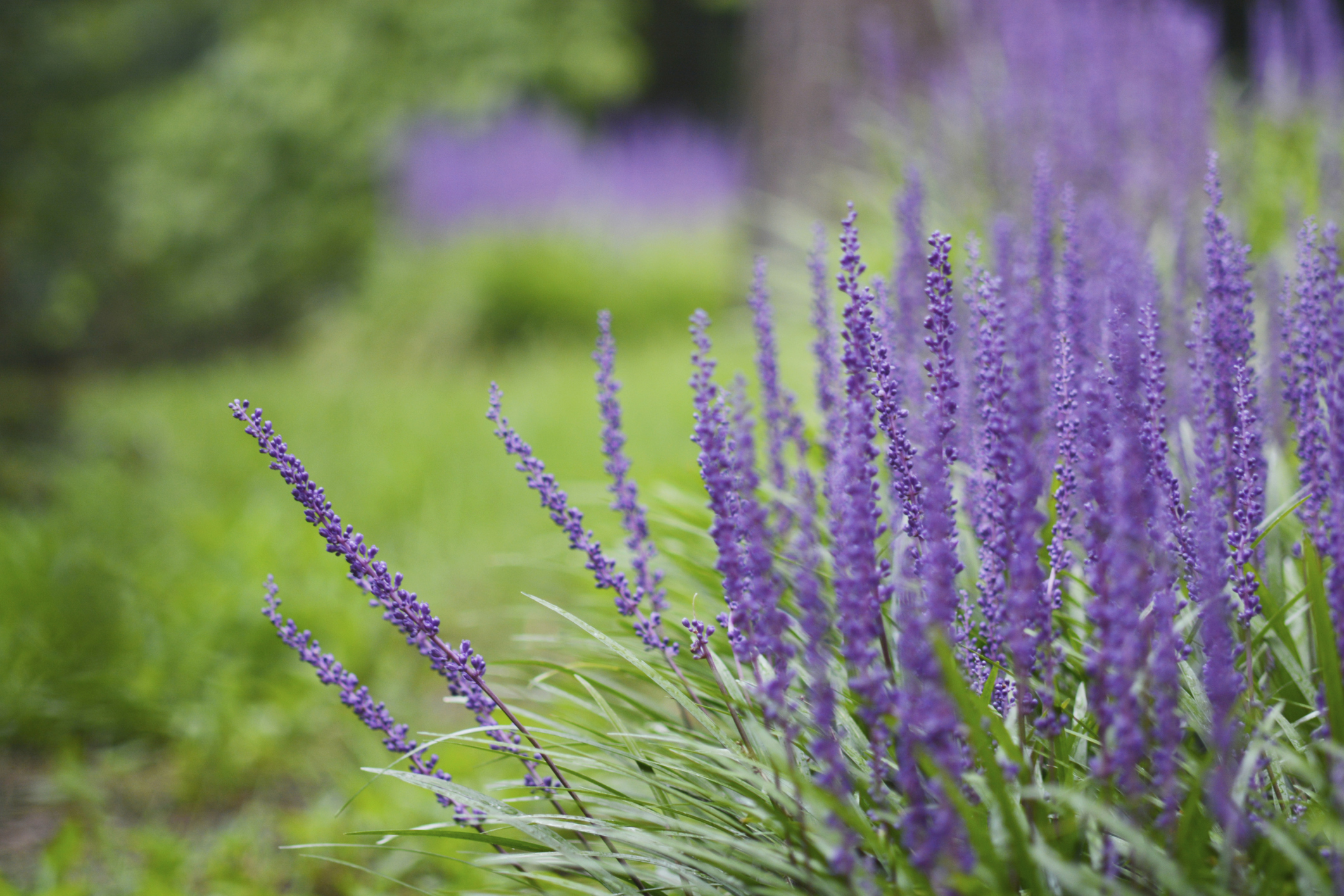 How to Select Ground Cover for a Hill eHow