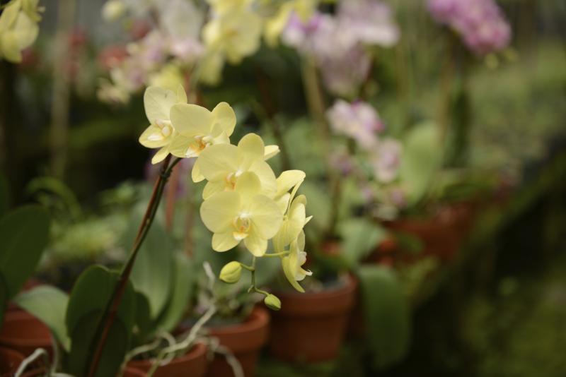 ice cube orchid care maintenance ehow ice cube orchid care maintenance ehow