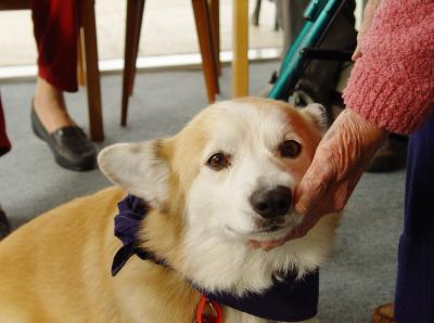 how to get a certified as a therapy how to get a pet therapy certification ehow how to get a certified as a therapy how to get a pet therapy certification ehow