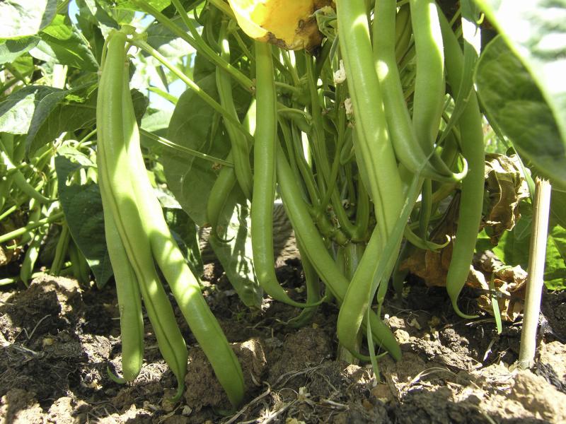 Curling Leaves on Green Beans eHow