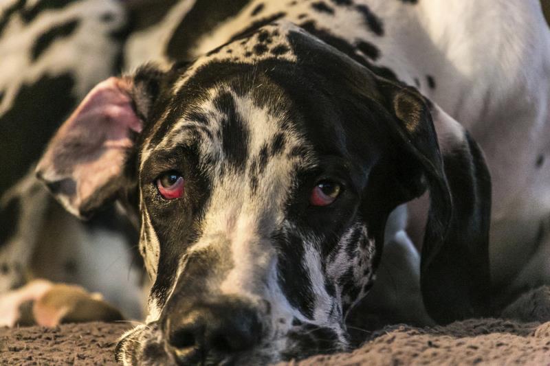 salmonella in dogs signs symptoms of salmonella in dogs ehow salmonella in dogs signs symptoms of salmonella in dogs ehow