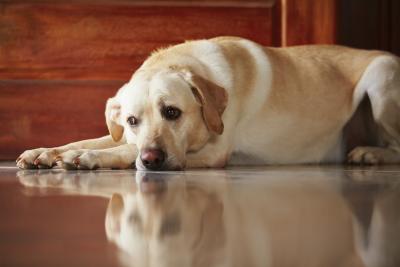Why Does My Dog Keep Getting Diarrhea Why Does My Dog Keep Getting Diarrhea