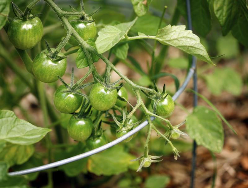 Can Bone Meal Be Used as a Vegetable Fertilizer? | Garden Guides