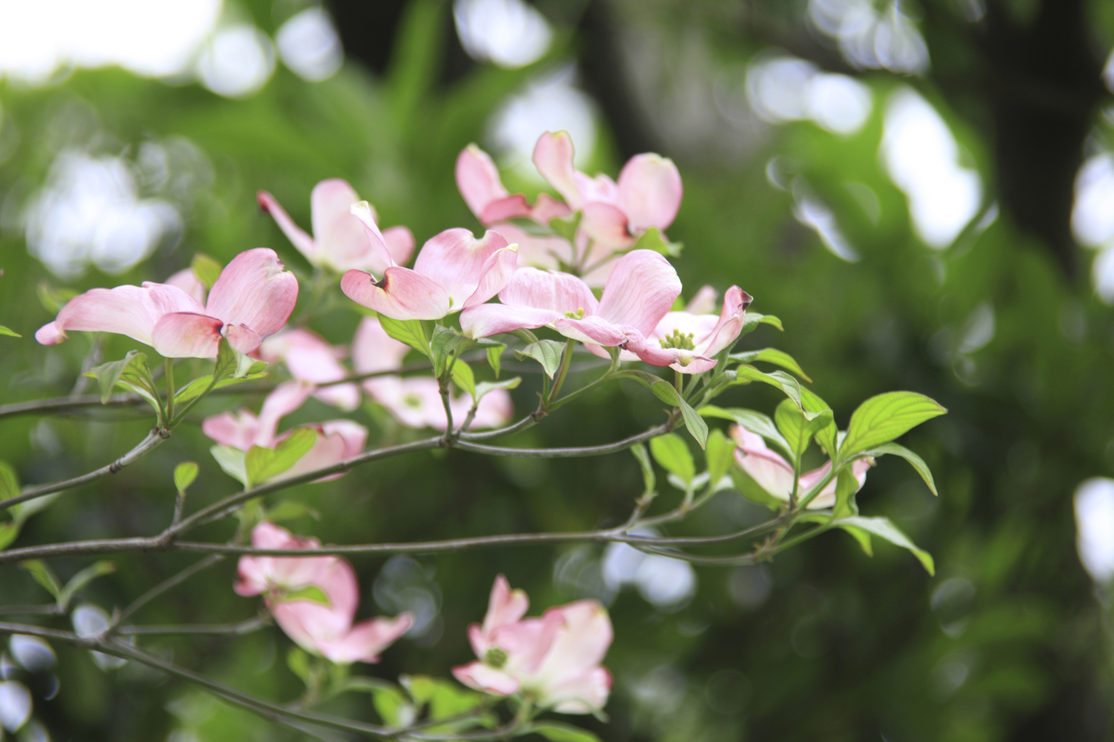 How Close Can I Plant a Flowering Dogwood Tree to My House