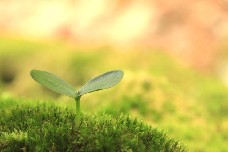 How to Prevent Damping Off in Seedlings Garden Guides