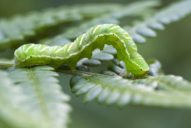 homemade caterpillar killer