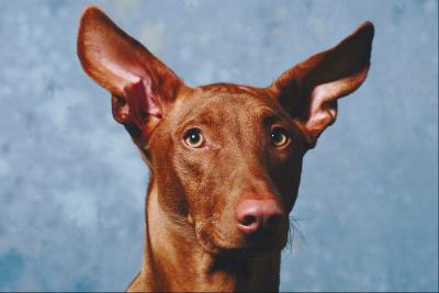 how to keep flies dogs how to keep flies from biting a s ears with pictures ehow how to keep flies dogs how to keep flies from biting a s ears with pictures ehow