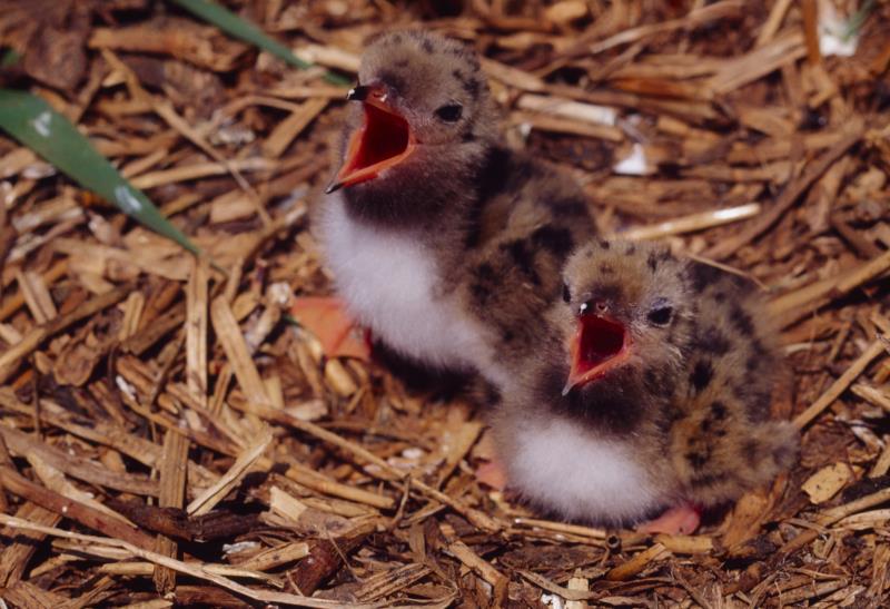 how to help a baby bird that fell out of its nest ehow how to help a baby bird that fell out of its nest ehow