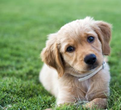 how much to feed a golden retriever puppy how to teach a golden retriever puppy to swim ehow how much to feed a golden retriever puppy how to teach a golden retriever puppy to swim ehow