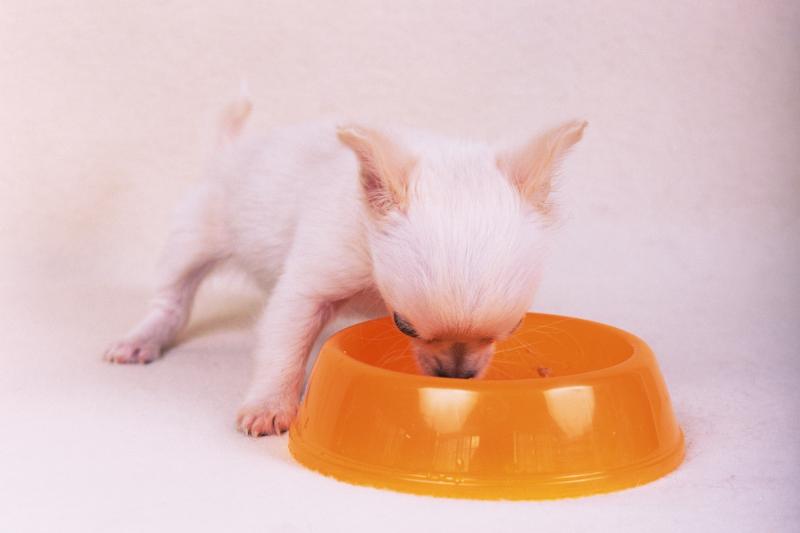 Homemade Low Allergy Dog Food Homemade Low Allergy Dog Food