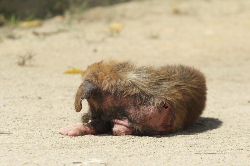 Beginning Stages Of Mange In Dogs - Goldenacresdogs.com