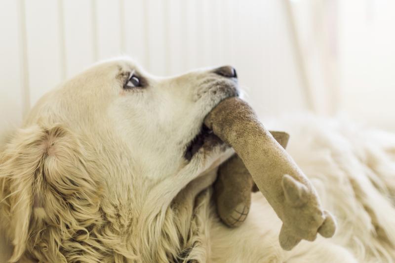 why do dogs other dogs ears why do dogs bark at other dogs ehow why do dogs other dogs ears why do dogs bark at other dogs ehow